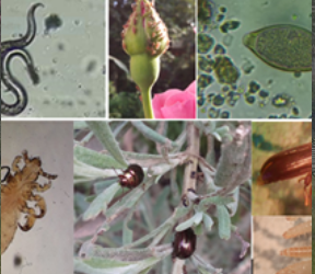 Fiche de participation au 2ème SNPPA2024