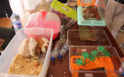 L’Institut des Sciences Vétérinaires organise le Premier Séminaire National sur la filière lait en Algérie