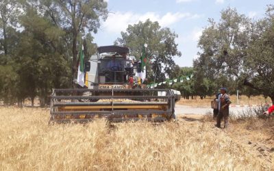 Lancement de la campagne de récolte et de battage pour la saison agricole 2023/2024