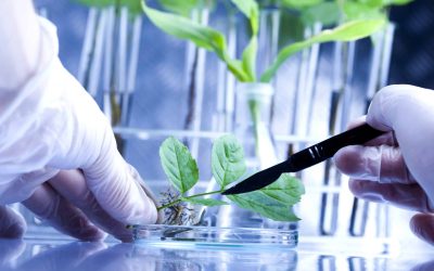 Appel à participation à la Conférence mondiale sur les biotechnologies agroalimentaires (FAO)