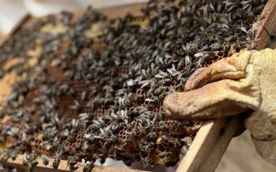Première session de formation en apiculture